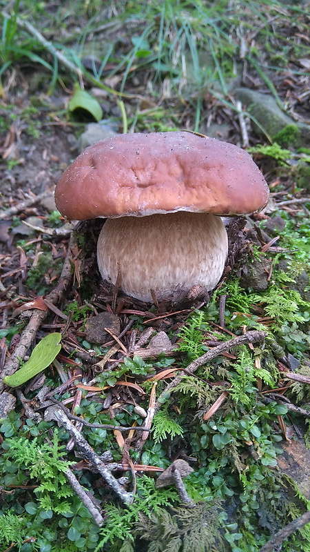 hríb smrekový Boletus edulis Bull.