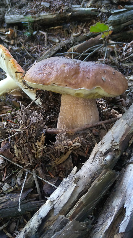 hríb smrekový Boletus edulis Bull.