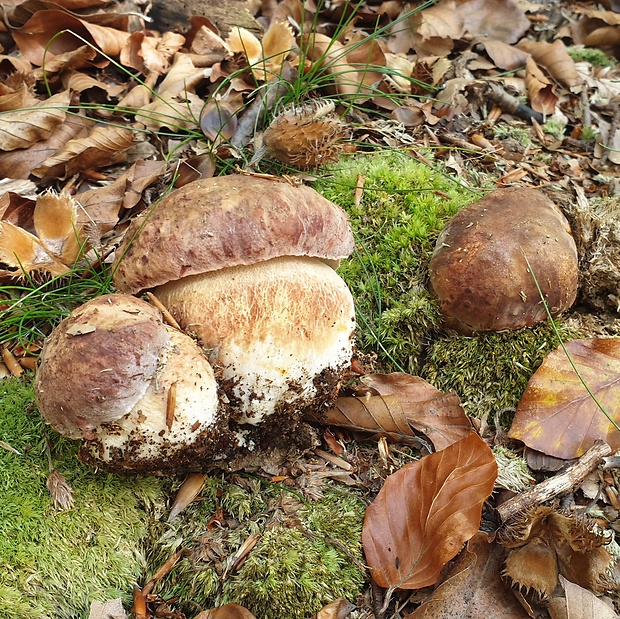 hríb sosnový Boletus pinophilus Pil. et Dermek in Pil.