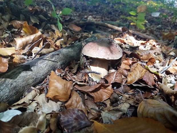 hríb sosnový Boletus pinophilus Pil. et Dermek in Pil.