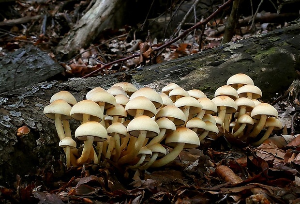 strapcovka zväzkovitá Hypholoma fasciculare (Huds.) P. Kumm.