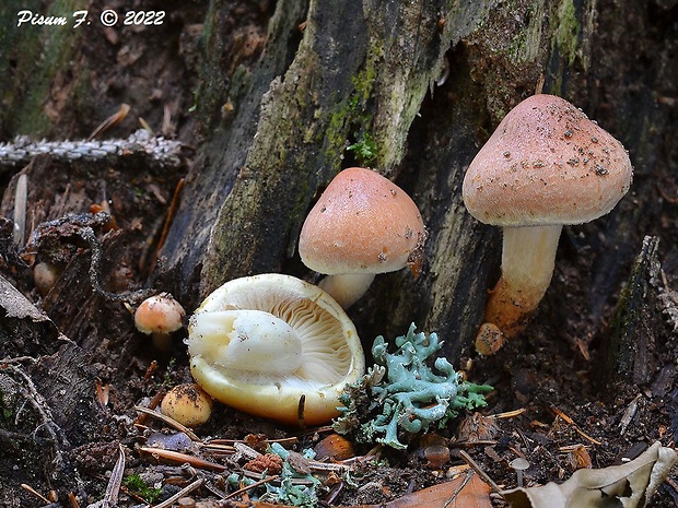 strapcovka tehlovočervená Hypholoma lateritium (Schaeff.) P. Kumm.