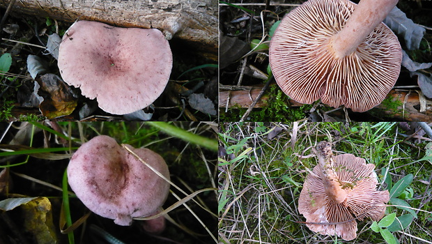 rýdzik fialovkastý Lactarius lilacinus (Lasch) Fr.