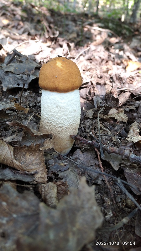 kozák osikový Leccinum albostipitatum den Bakker & Noordel.