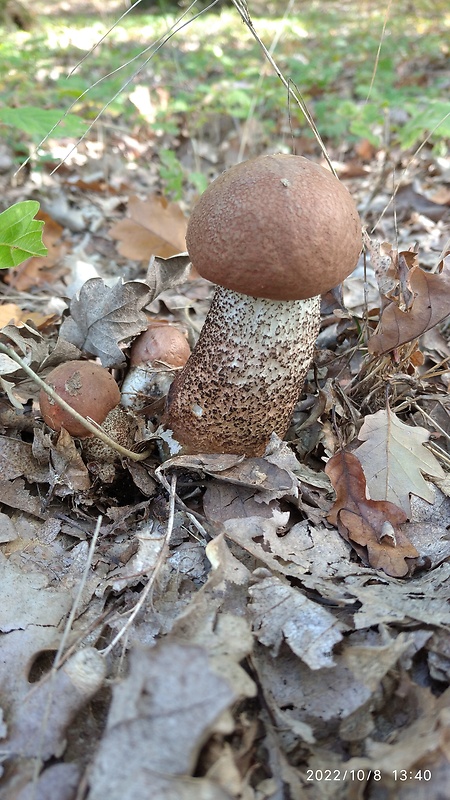 kozák dubový Leccinum aurantiacum (Bull.) Gray