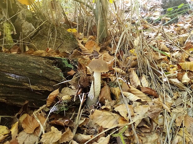 kozák brezový Leccinum scabrum (Bull.) Gray