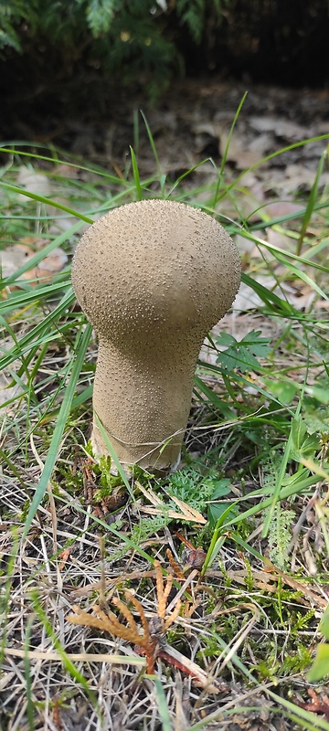 rozpadavec stopkatý Lycoperdon excipuliforme (Scop.) Pers.