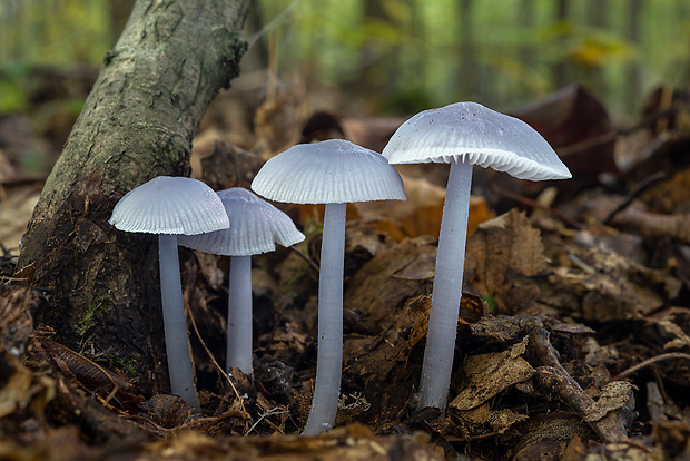 prilbička reďkovková Mycena pura (Pers.) P. Kumm.