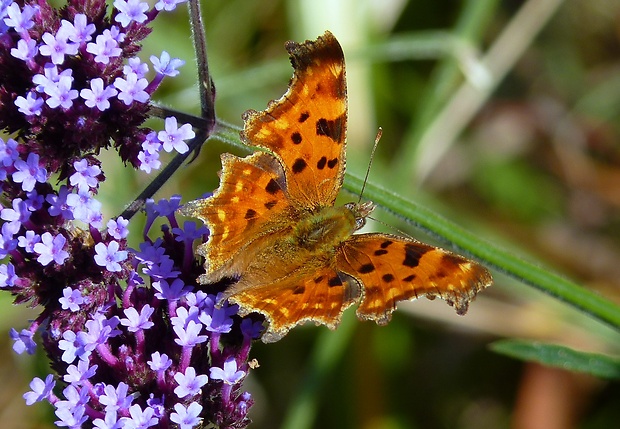 babôčka zubatokrídla Polygonia c-album