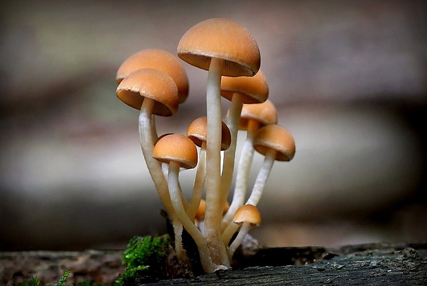 drobuľka Psathyrella sp.