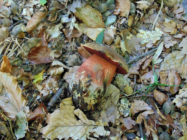 hríb zrnitohlúbikový Sutorius luridiformis (Rostk.) G. Wu & Zhu L. Yang