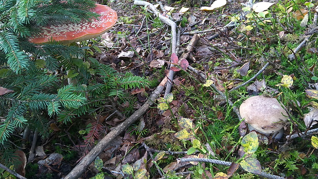 hríb smrekový Boletus edulis Bull.