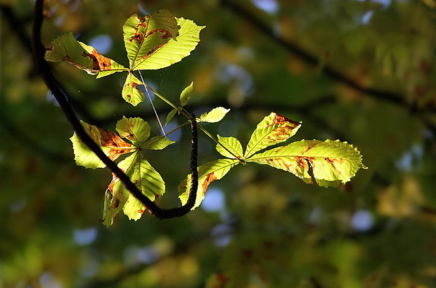 pagaštan konský Aesculus hippocastanum L.