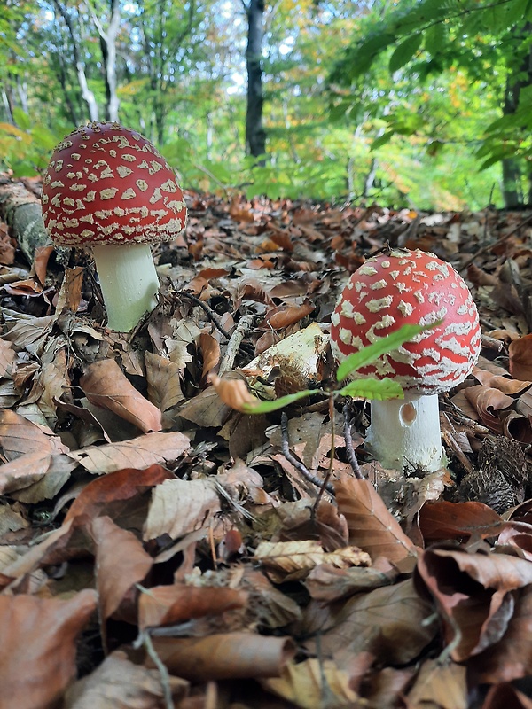 muchotrávka červená Amanita muscaria (L.) Lam.