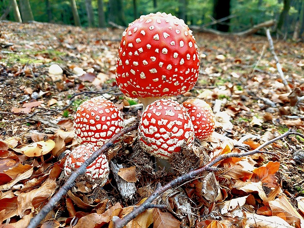 muchotrávka červená Amanita muscaria (L.) Lam.