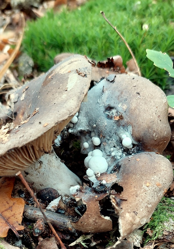 príživnica prášnicovitá Asterophora lycoperdoides (Bull.) Ditmar