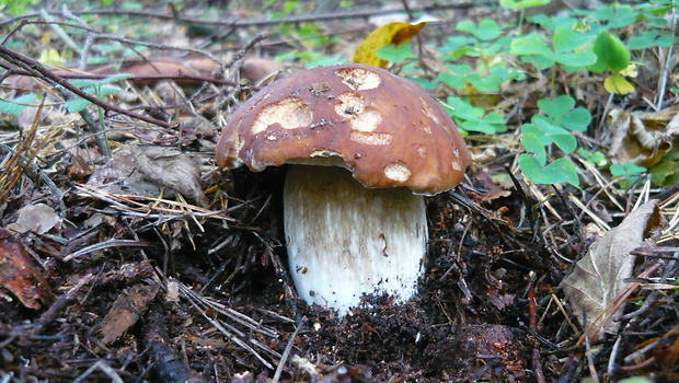 hríb smrekový Boletus edulis Bull.