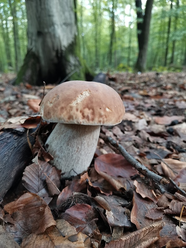 hríb smrekový Boletus edulis Bull.