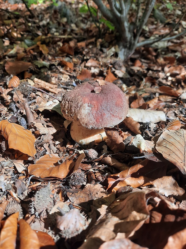 hríb sosnový Boletus pinophilus Pil. et Dermek in Pil.