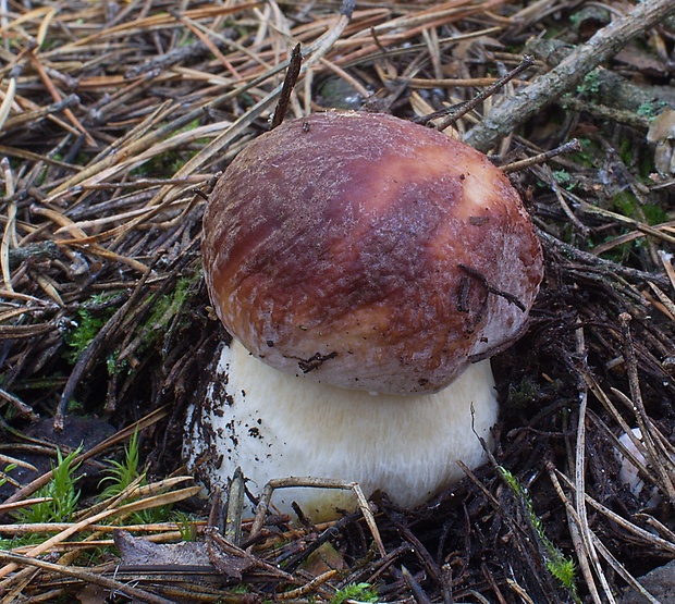 hríb sosnový Boletus pinophilus Pil. et Dermek in Pil.