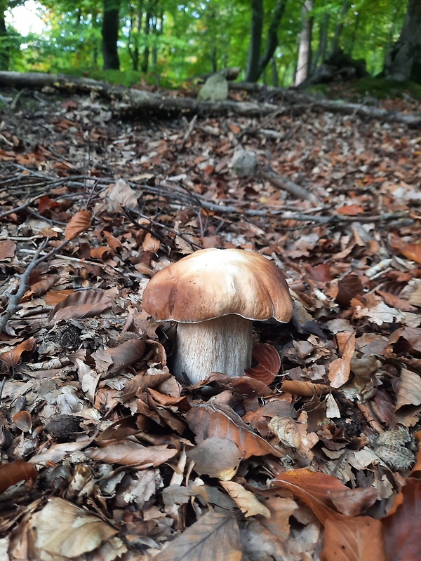 hríb Boletus sp.