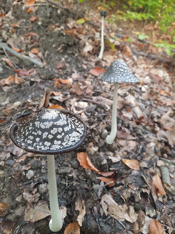 hnojník Coprinus sp.