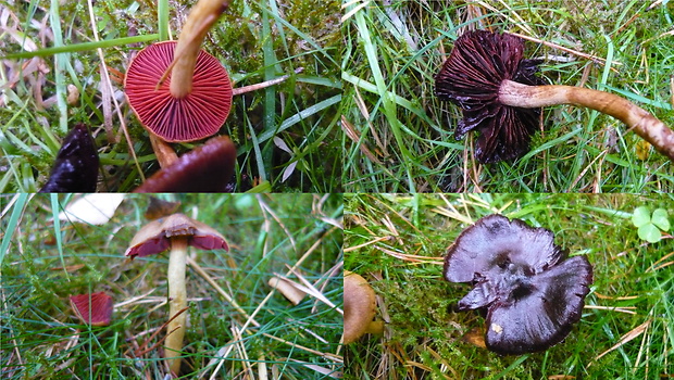 pavučinovec krvavolupeňový Cortinarius semisanguineus (Fr.) Gillet