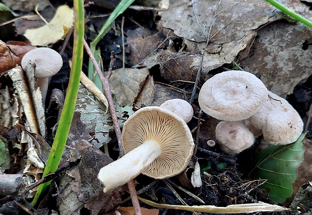 rýdzik voňavý Lactarius glyciosmus (Fr.) Fr.