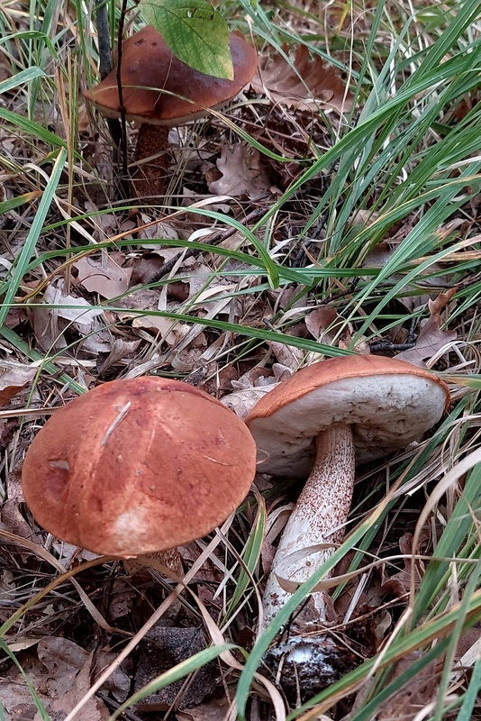 kozák dubový Leccinum aurantiacum (Bull.) Gray