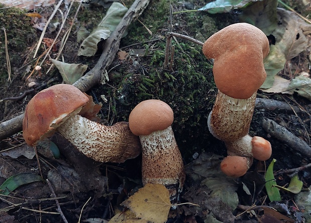 kozák dubový Leccinum aurantiacum (Bull.) Gray