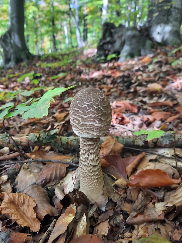 bedľa vysoká Macrolepiota procera (Scop.) Singer