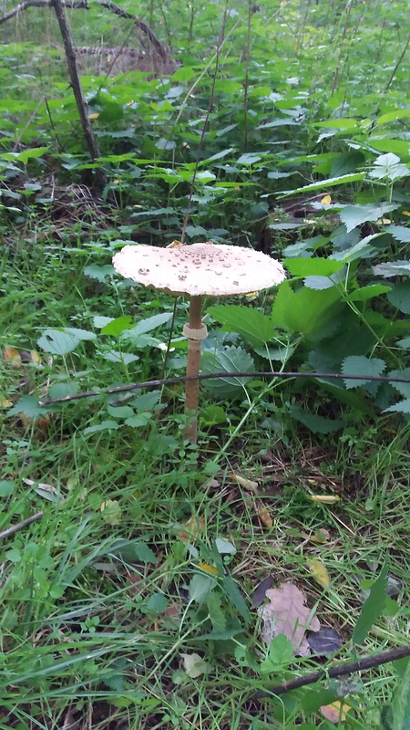 bedľa vysoká Macrolepiota procera (Scop.) Singer