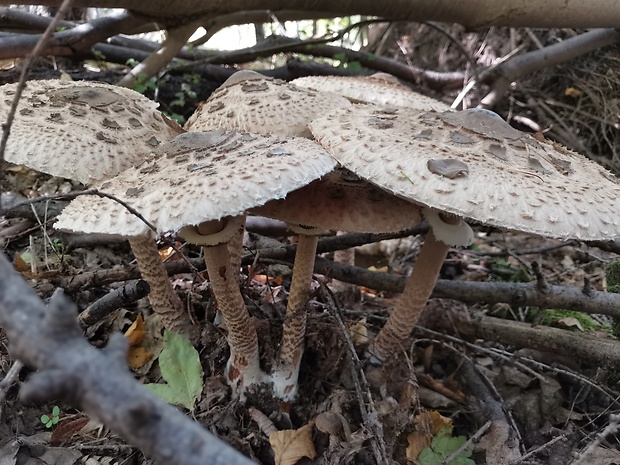 bedľa vysoká Macrolepiota procera (Scop.) Singer