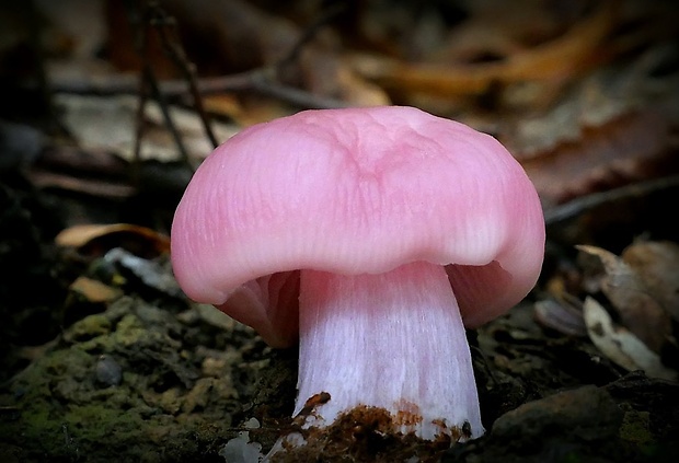 prilbička ružovkastá Mycena rosea Gramberg