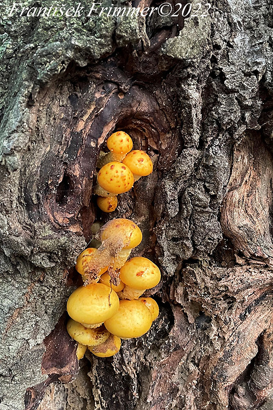 šupinovka slizká Pholiota adiposa (Batsch) P. Kumm.