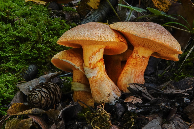 masliak tridentský Suillus tridentinus (Bres.) Singer