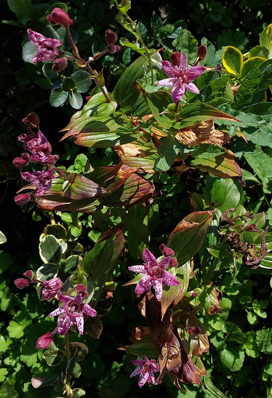 hadia ľalia Tricyrtis hirta