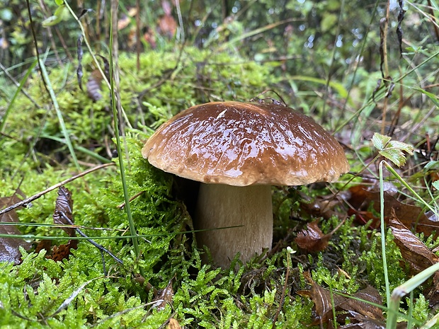 hríb smrekový Boletus edulis Bull.