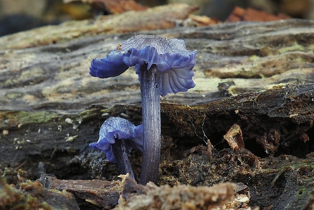 hodvábnica fialovomodrá Entoloma euchroum (Pers.) Donk