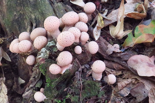 prášnica hruškovitá Lycoperdon pyriforme Schaeff.