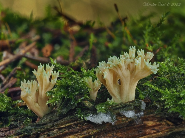 strapačka Ramaria apiculata (Fr.) Donk