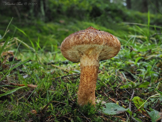 hríbovec dutohlúbikový Suillus cavipes (Opat.) A.H. Sm. & Thiers