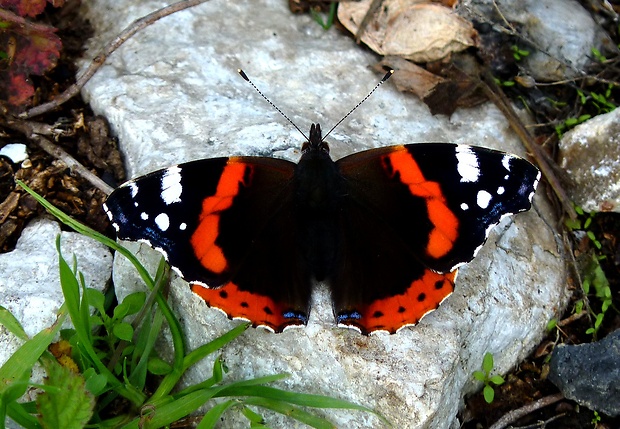 babôčka admirálska Vanessa atalanta