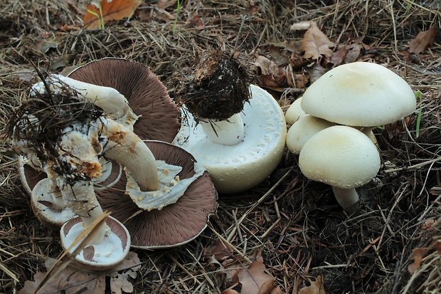 pečiarka Agaricus sp.