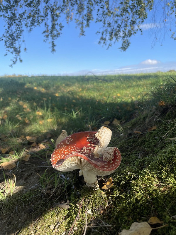 muchotrávka červená Amanita muscaria (L.) Lam.