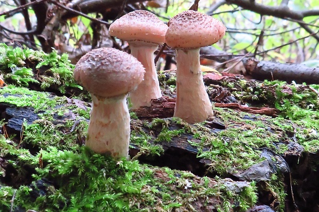 podpňovka obyčajná Armillaria mellea (Vahl) P. Kumm.