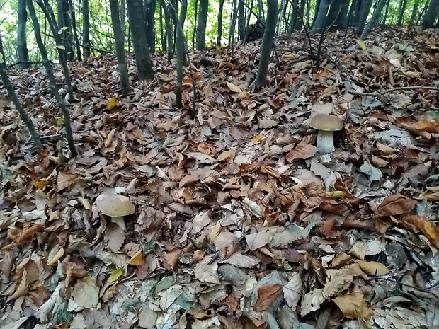 hríb smrekový Boletus edulis Bull.