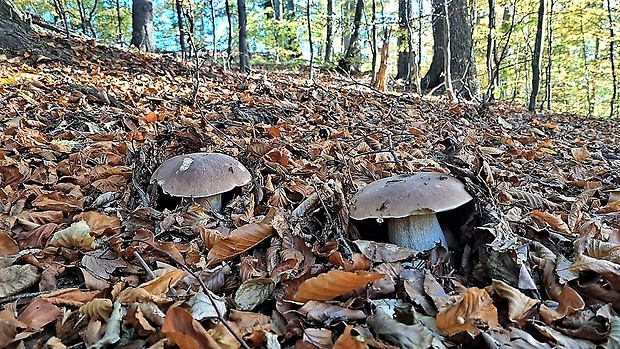 hríb dubový Boletus reticulatus Schaeff.