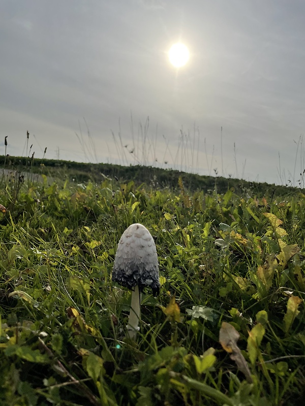 hnojník obyčajný Coprinus comatus (O.F. Müll.) Pers.