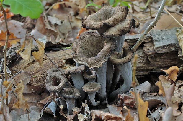 lievik trúbkovitý Craterellus cornucopioides (L.) Pers.